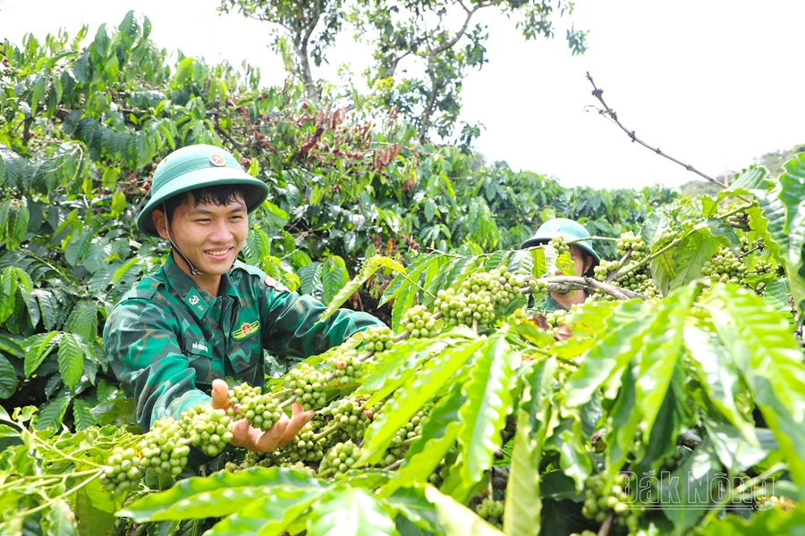 Phát triển cây công nghiệp ở biên cương Tổ quốc